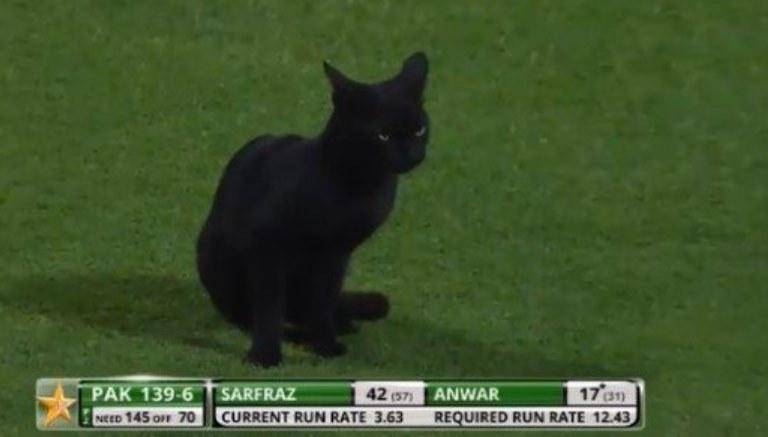 cat runs on the ground during Pakistan v England 2nd ODI