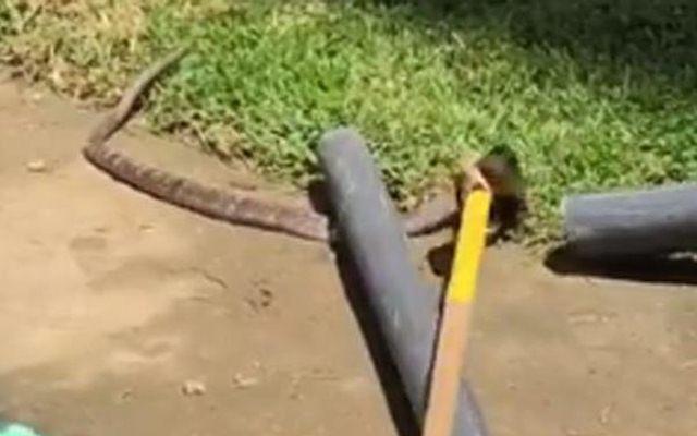 England team visited by a three-feet long cobra during a practice session in Kandy